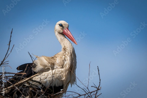 Obraz bocian , stork