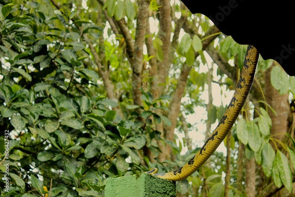 Obraz Cobra Spilotes Pullatus, serpent from the Colubridae family, popularly known in Brazil as Caninana Snake, Arabóia, Tiger Snake, Iacaninã or Jacaninã. Color yellow and black. Coming down from the roof 
