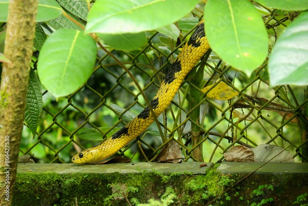 Obraz Cobra Spilotes Pullatus, serpent from the Colubridae family, popularly known in Brazil as Caninana Snake, Arabóia orTiger Snake. Color yellow and black. Profile portrait in a rural environment.