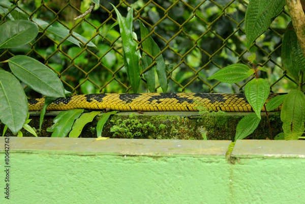 Obraz Cobra Spilotes Pullatus, serpent from the Colubridae family, popularly known in Brazil as Caninana Snake, Arabóia or Tiger Snake. Color yellow and black. View of the body on a wall in a rural area.
