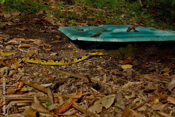 Obraz Cobra Spilotes Pullatus, serpent from the Colubridae family, popularly known in Brazil as Caninana Snake. Color yellow and black. Crawling on the soil of earth and leaves, in a rural environment.