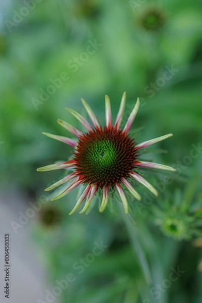 Fototapeta 放射状の細い花びらと赤と緑の突起の花