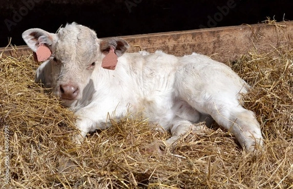 Fototapeta Young calf laying in a bed of straw.