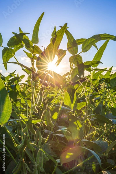 Obraz Soybean field in a sunny day. Agricultural scene.