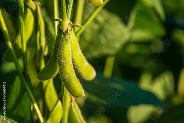 Obraz Soybean pods in soybean plantationin a sunny day.  Agricultural scene, soybean crop
