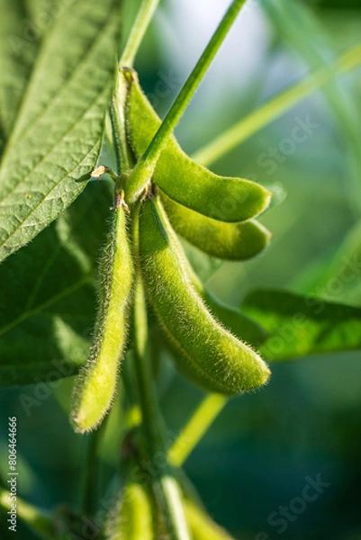 Obraz Soybean pods in soybean plantationin a sunny day.  Agricultural scene, soybean crop