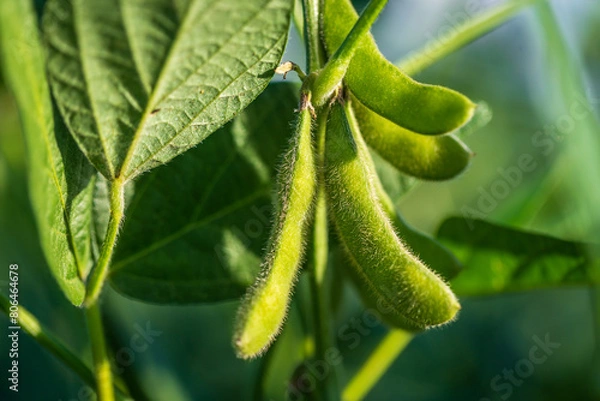 Obraz Soybean pods in soybean plantationin a sunny day.  Agricultural scene, soybean crop