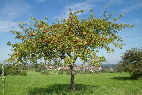 Obraz jabłoń