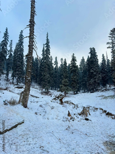 Fototapeta Snowfall in the Forest of Gulmarg, Kashmir, India