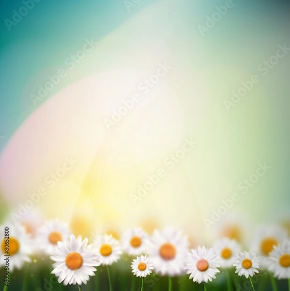 Obraz Natural Background with Camomiles