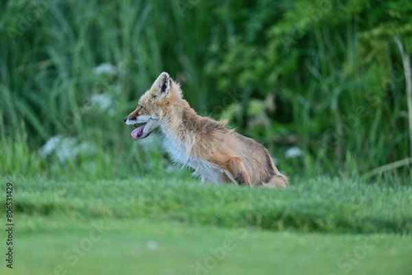 Fototapeta Beautiful fox portrait 