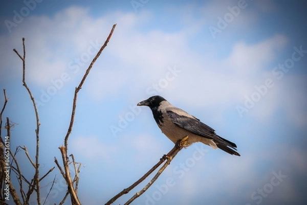 Fototapeta crow on a branch