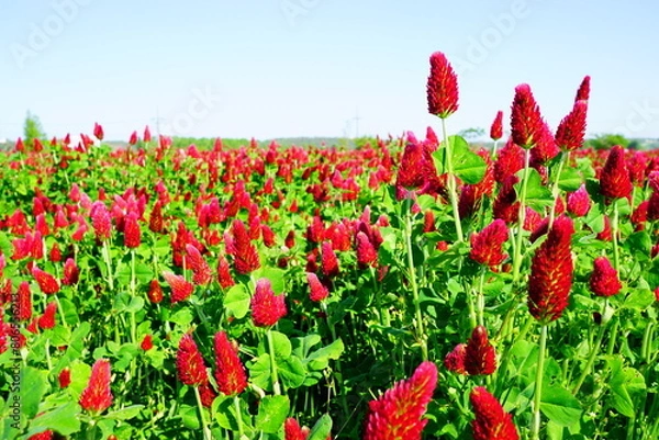 Fototapeta ストロベリーキャンドル