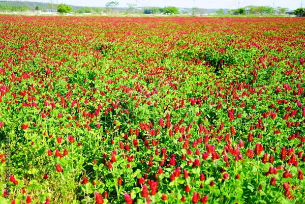 Obraz ストロベリーキャンドル