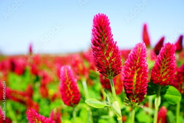 Obraz ストロベリーキャンドル