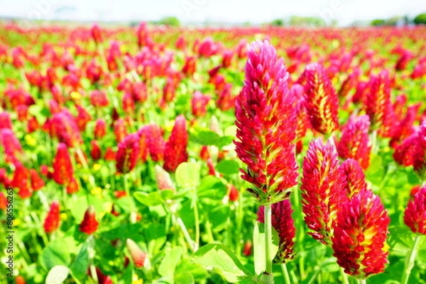 Obraz ストロベリーキャンドル