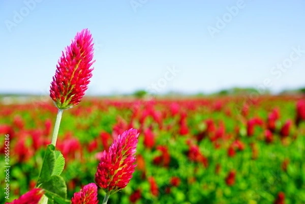 Obraz ストロベリーキャンドル