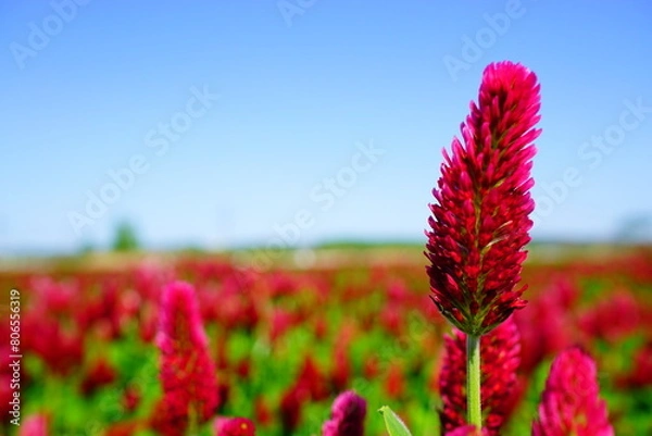 Obraz ストロベリーキャンドル