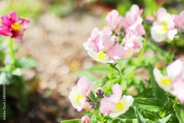 Fototapeta ピンクのネメシア