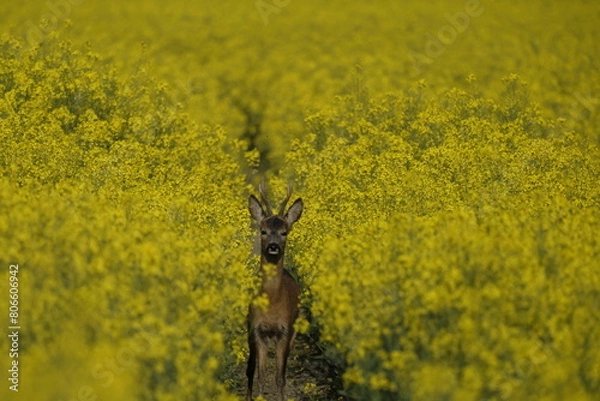 Obraz Rehbock im Rapsfeld