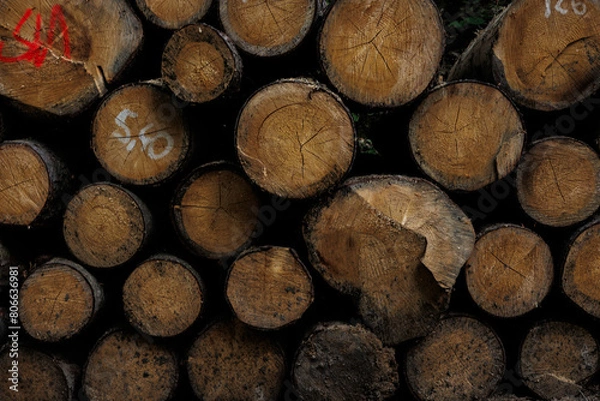 Obraz Ścięte drzewa