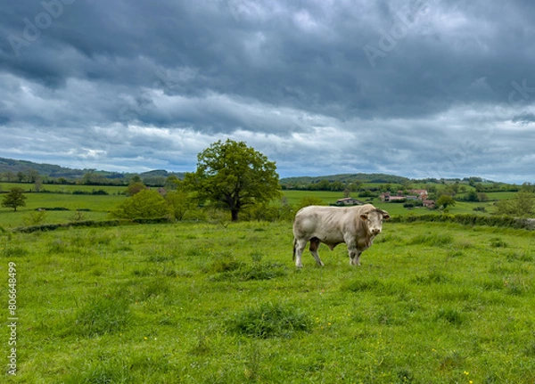 Obraz Taureau dans un pré