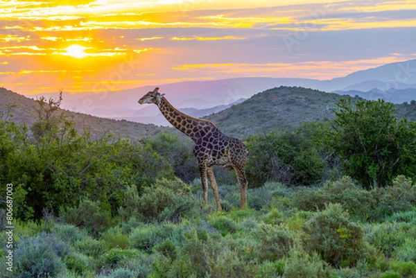 Obraz Sunset in Africa