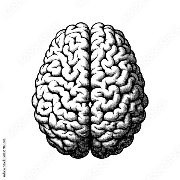 Fototapeta Monochrome vector engraving  hemisphere of  brain