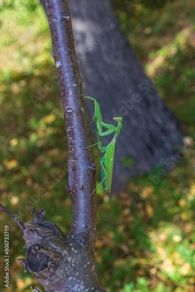 Obraz praying mantis on tree