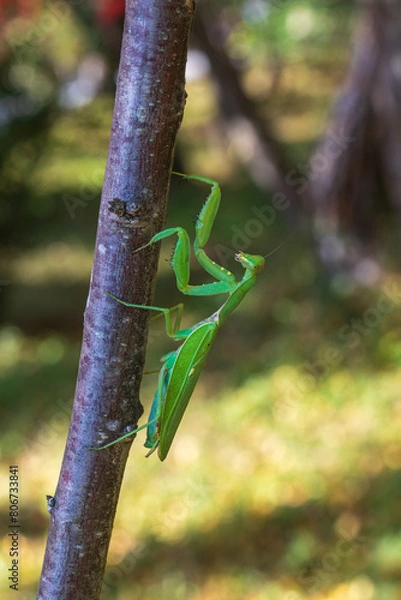 Obraz praying mantis on a tree