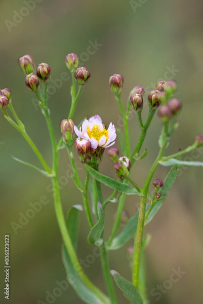 Fototapeta Macrophotographie de fleur sauvage - Aster maritime - Tripolium pannonicum