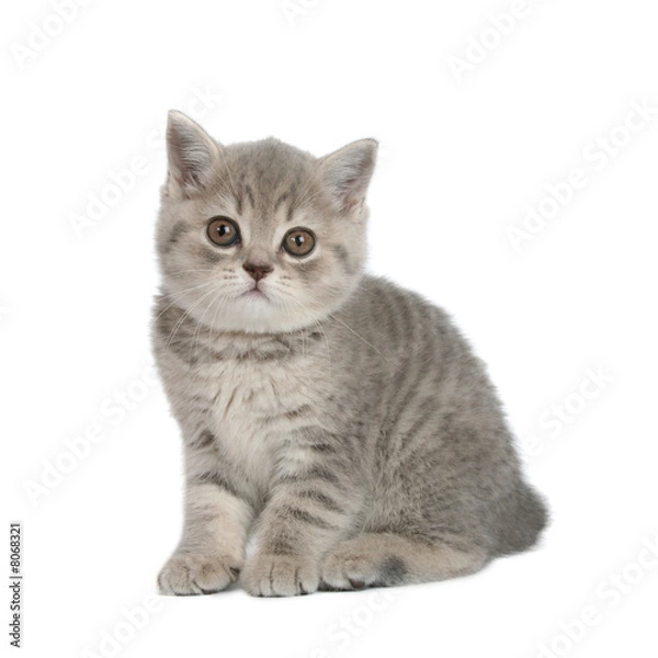 Fototapeta cute kitten