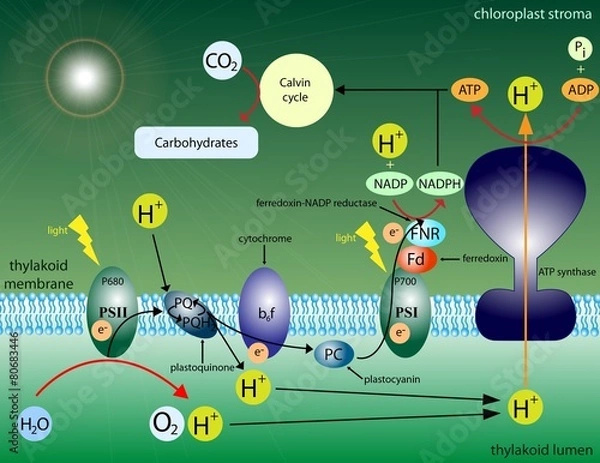 Obraz Photosynthesis
