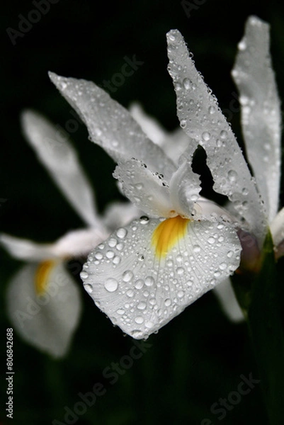 Obraz Pétales d'iris