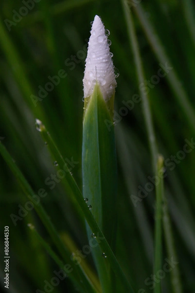 Obraz Bourgeon d'iris