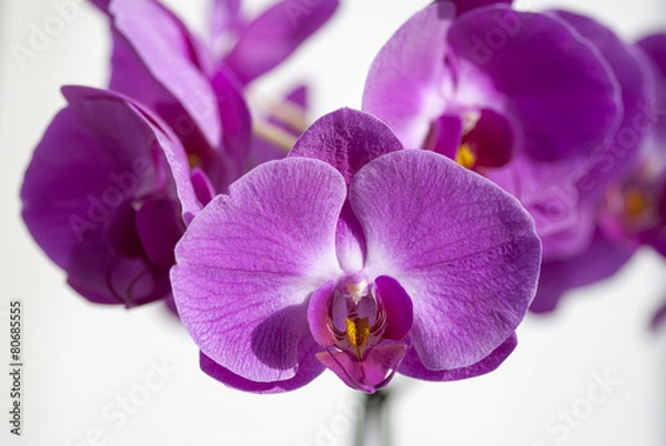 Obraz орхидея