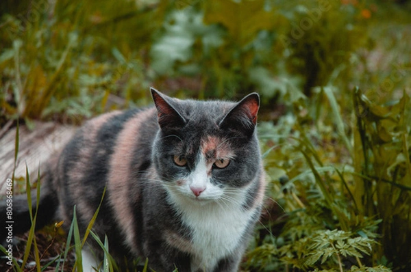 Obraz cat in the garden