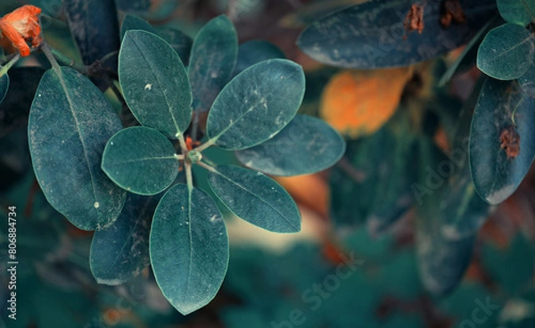 Fototapeta red and yellow flower