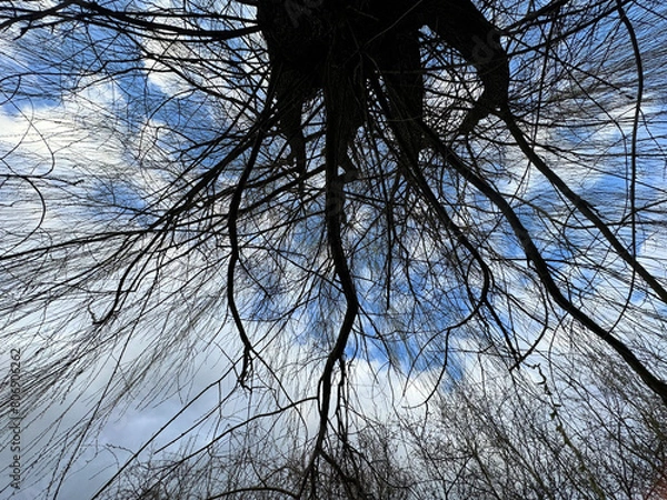 Obraz Spring seen from below.