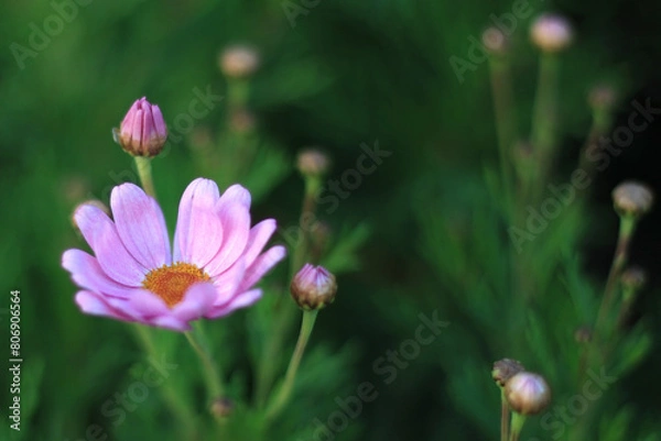 Obraz Pink Daisy Flower