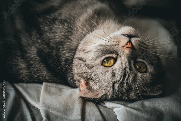 Obraz adorable gray cat portrait