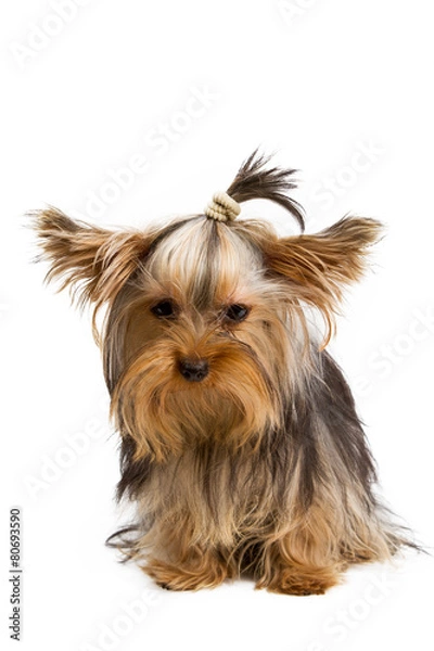 Obraz Yorkshire terrier