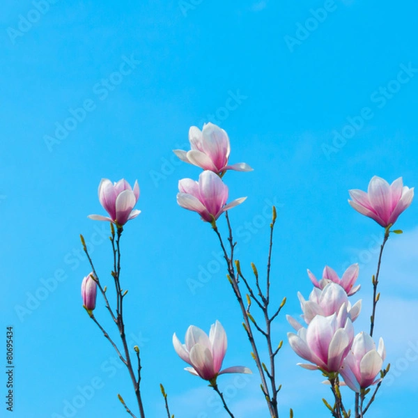 Fototapeta Magnolia Flower and Blue Sky