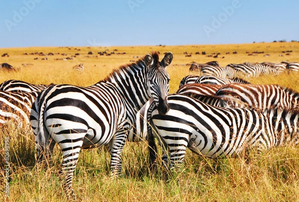 Fototapeta Zebras