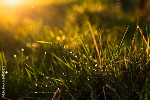 Fototapeta green grass is wet after rain in the setting sun. space for text