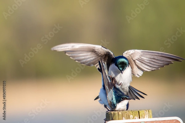 Fototapeta Tree Swallows Mating Pair