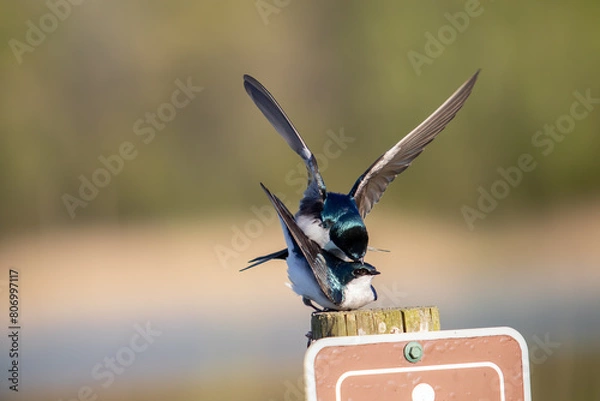 Fototapeta Tree Swallows Mating Pair