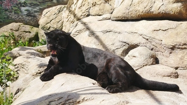 Fototapeta A panther lying on a stone..