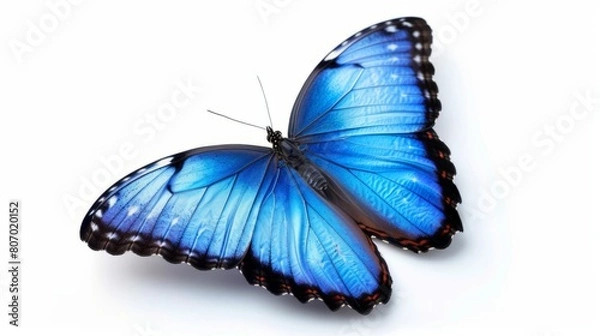 Fototapeta Vibrant blue butterfly: stunning isolated insect illustration on white - nature's beauty captured in detailed vector artwork