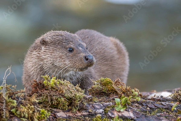 Obraz loutre